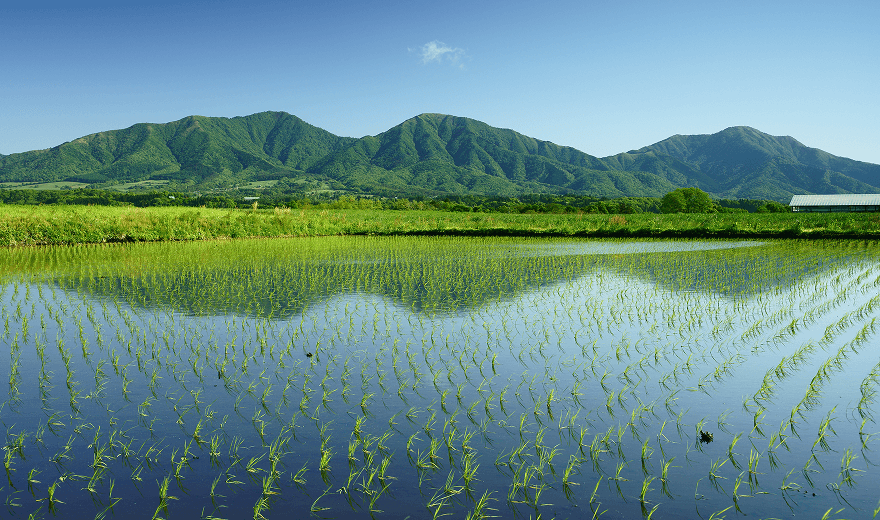 Extended Mid-Season Drainage in Paddy Rice Cultivation