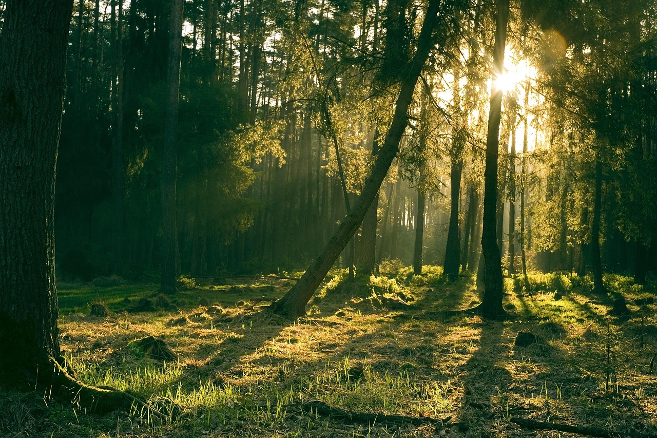 Afforestation and solar power application